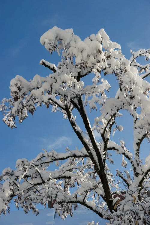 Snowy Branches I