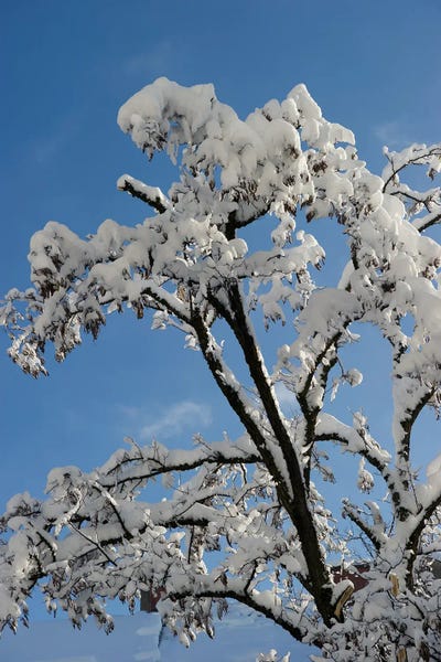 Snow: Snowy Branches I by Anita's & Bella's Art
