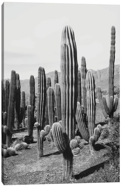 Cactus Oasis II Canvas Art Print - Desert Landscape Photography