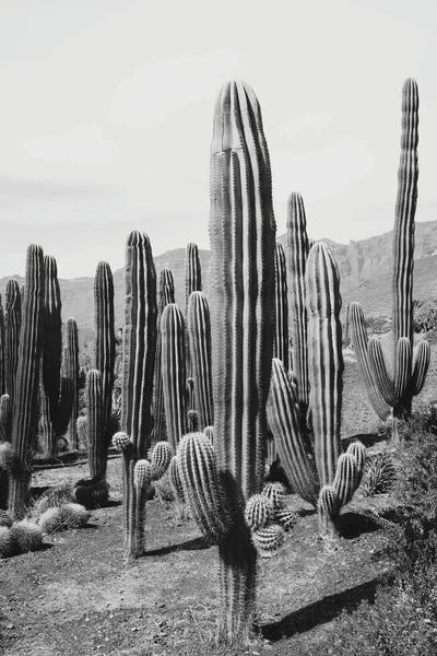 Desert: Cactus Oasis II by Anita's & Bella's Art