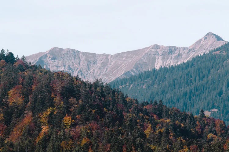 Mountain Tree Bliss III