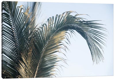 Caribbean Palm Leaves I Canvas Art Print - Anita's & Bella's Art
