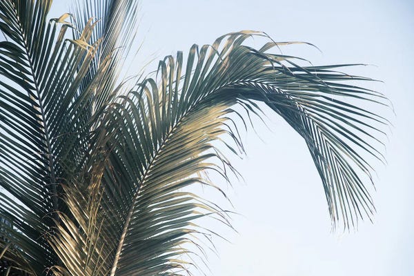 Anita's & Bella's Art: Caribbean Palm Leaves I by Anita's & Bella's Art
