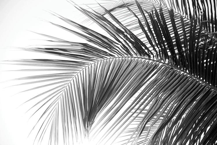 Caribbean Palm Leaves Dream II