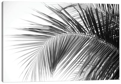 Caribbean Palm Leaves Dream II Canvas Art Print - Anita's & Bella's Art