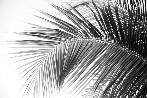 Anita's & Bella's Art: Caribbean Palm Leaves Dream II by Anita's & Bella's Art
