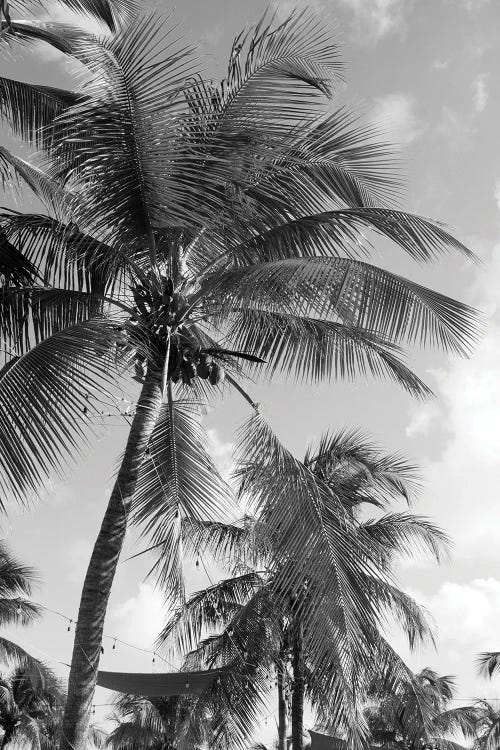 Caribbean Palm Trees Dream I