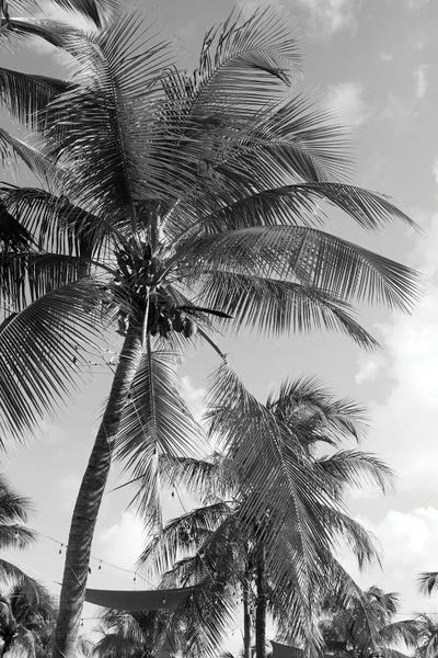 Anita's & Bella's Art: Caribbean Palm Trees Dream I by Anita's & Bella's Art
