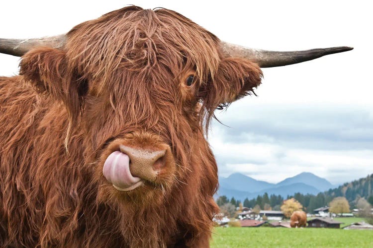 Cute Highland Cow I