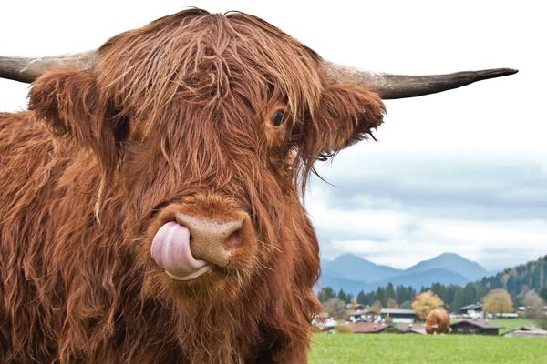 Anita's & Bella's Art: Cute Highland Cow I by Anita's & Bella's Art