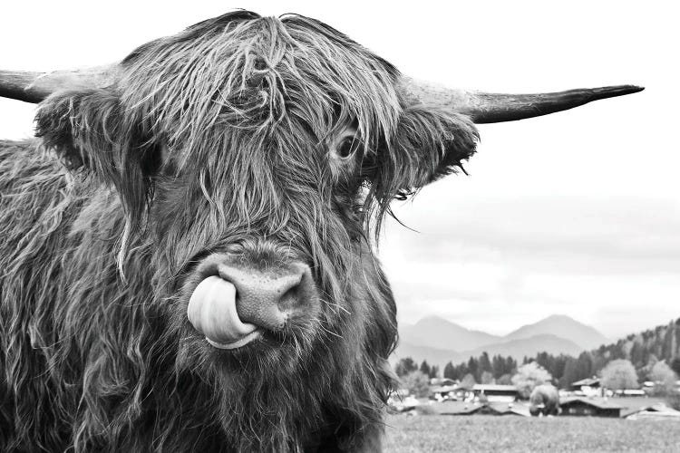 Cute Highland Cow Black White I