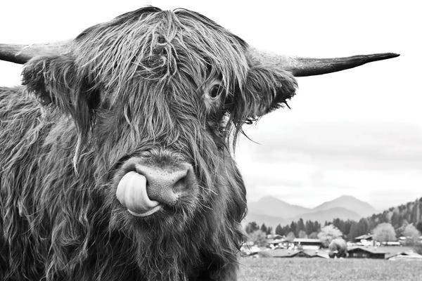 Anita's & Bella's Art: Cute Highland Cow Black White I by Anita's & Bella's Art