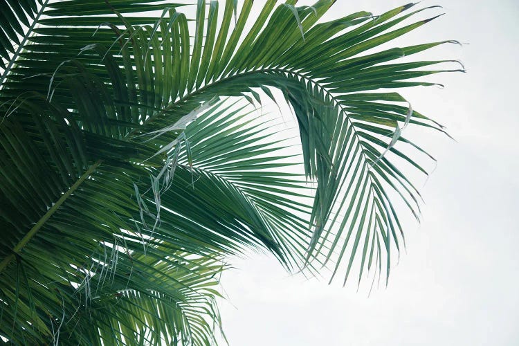 Lush Caribbean Palms XI