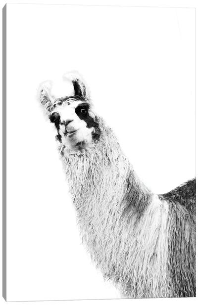 Cute Llama Black White I Canvas Art Print - Llama & Alpaca Art