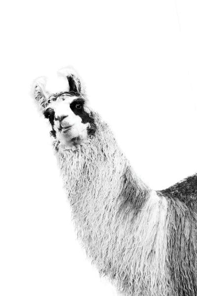 Llamas: Cute Llama Black White I by Anita's & Bella's Art