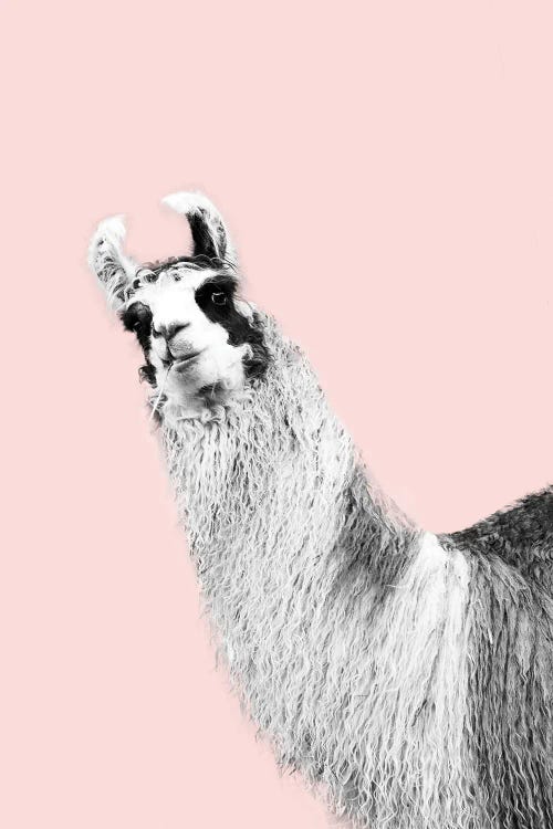 Cute Llama Blush Black White I by Anita's & Bella's Art wall art