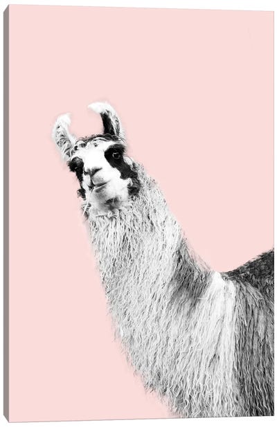 Cute Llama Blush Black White I Canvas Art Print - Llama & Alpaca Art