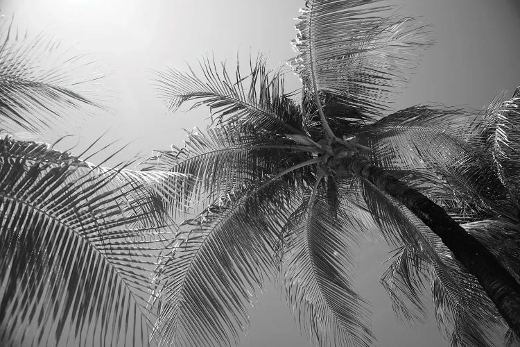 Caribbean Paradise Palms III by Anita's & Bella's Art wall art