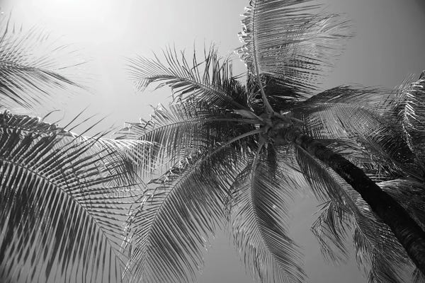 Anita's & Bella's Art: Caribbean Paradise Palms III by Anita's & Bella's Art