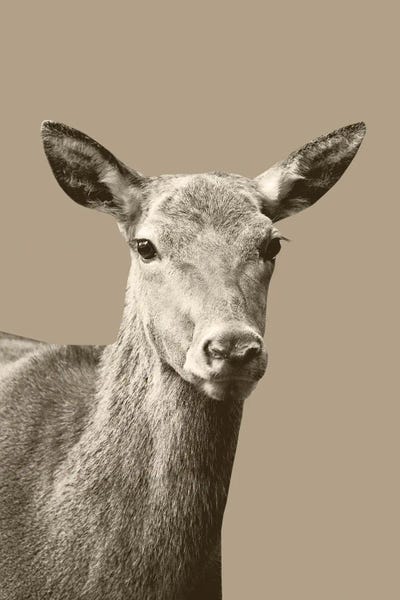 Deer On Sepia I by Anita's & Bella's Art framed canvas print