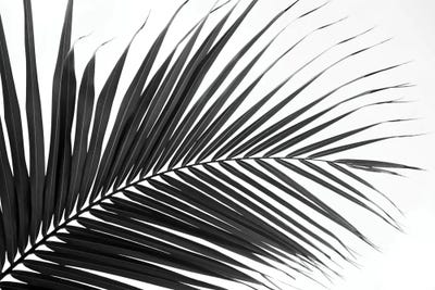 Lush Caribbean Palm II by Anita's & Bella's Art framed wall art