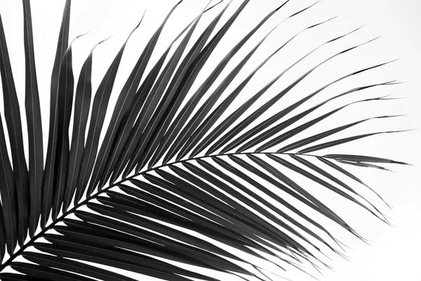 Anita's & Bella's Art: Lush Caribbean Palm II by Anita's & Bella's Art