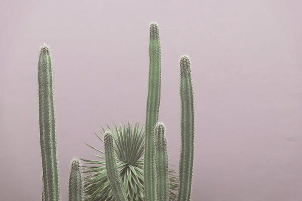 Succulents: Caribbean Cactus Grove Charm III by Anita's & Bella's Art