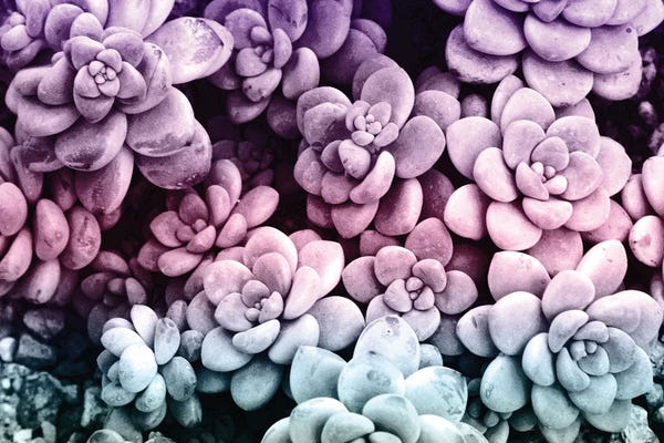 Anita's & Bella's Art: Dreamy Succulents I by Anita's & Bella's Art