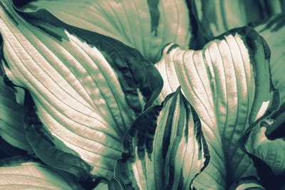 Enchanted Leaves I by Anita's & Bella's Art framed canvas print