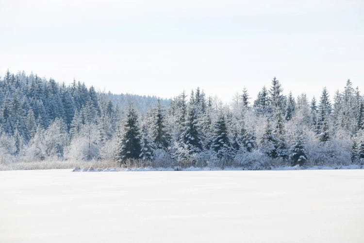Snowy Pine Trees Dream I