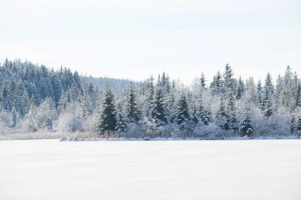 Anita's & Bella's Art: Snowy Pine Trees Dream I by Anita's & Bella's Art