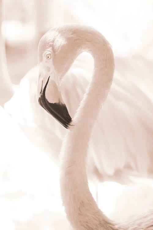 Curadise Flamingo IV