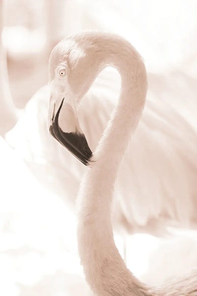 Flamingos: Curadise Flamingo IV by Anita's & Bella's Art