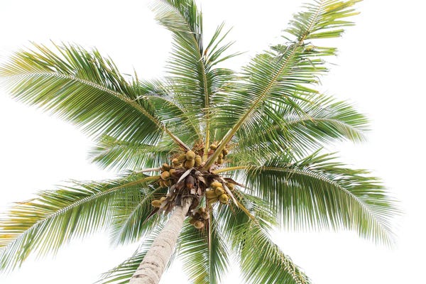 Anita's & Bella's Art: Caribbean Paradise Palms IV by Anita's & Bella's Art