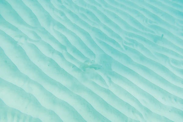 Underwater: Underwater Caribbean Sea Dream II by Anita's & Bella's Art