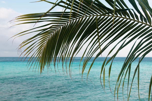 Anita's & Bella's Art: Caribbean Sunrise Ocean Palm I by Anita's & Bella's Art