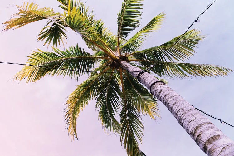 Under The Caribbean Palm Tree I
