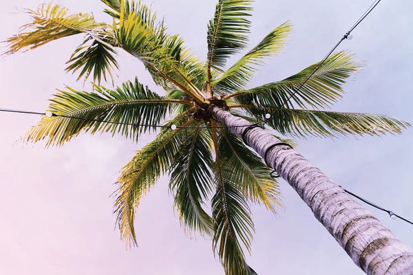 Anita's & Bella's Art: Under The Caribbean Palm Tree I by Anita's & Bella's Art