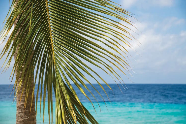 Lush Glam Palm Ocean I by Anita's & Bella's Art wall art