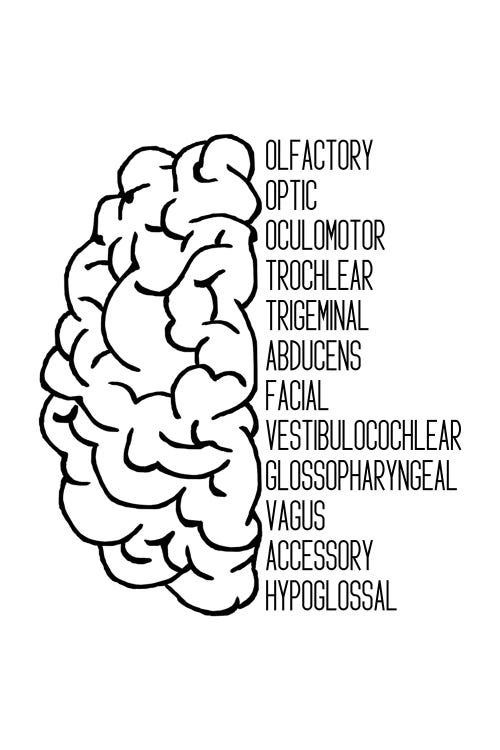 Black Cranial Nerves