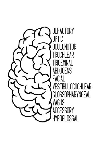 Neurodiversity: Black Cranial Nerves by Alyssa Banta