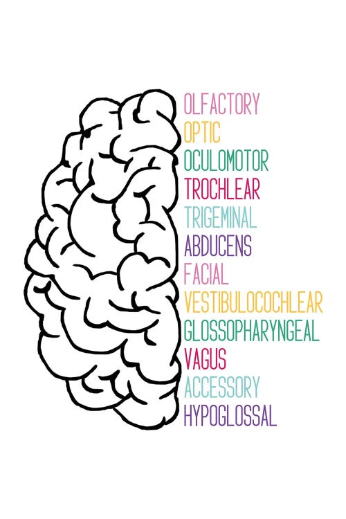 Bright Cranial Nerves