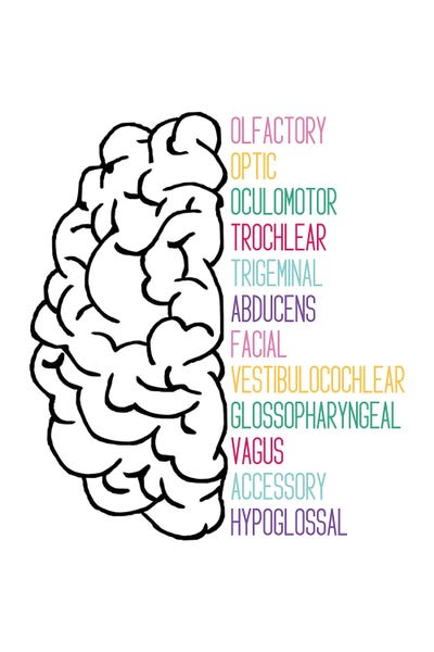 Bright Cranial Nerves