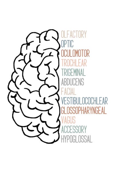 Neutral Cranial Nerves by Alyssa Banta canvas print