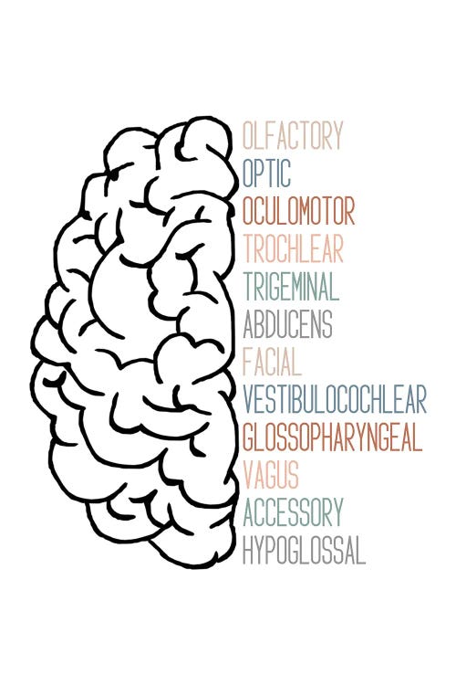 Neutral Cranial Nerves