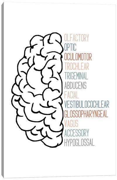 Neutral Cranial Nerves Canvas Art Print
