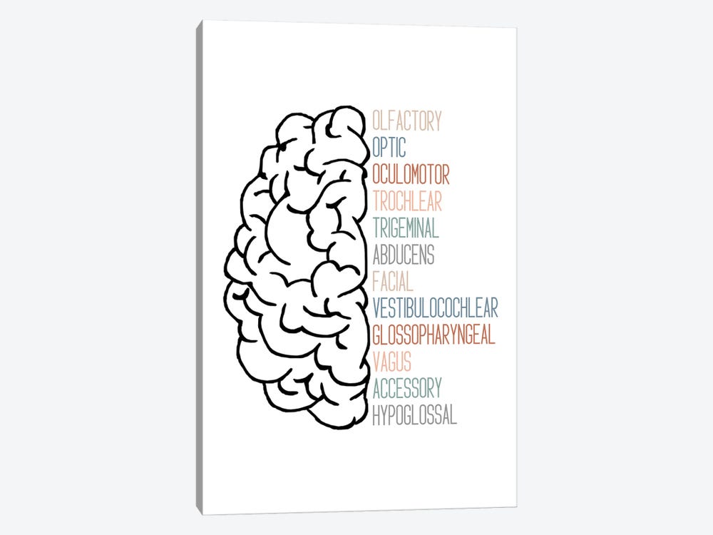 Neutral Cranial Nerves by Alyssa Banta 1-piece Canvas Print