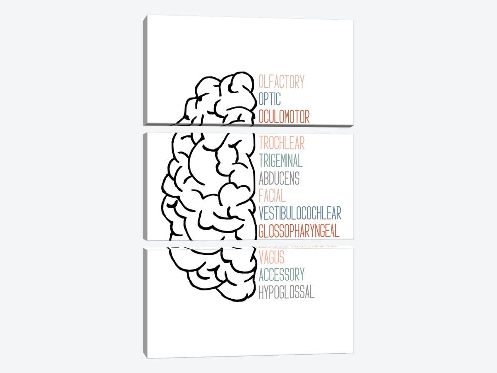 Neutral Cranial Nerves by Alyssa Banta 3-piece Art Print