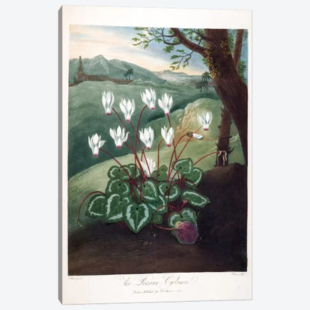 The Persian Cyclamen Canvas Print #ABR1} by Abraham Pether Art Print