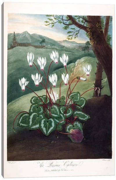 The Persian Cyclamen Canvas Art Print - New York Botanical Garden